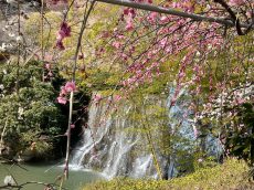 長楽寺（気賀）～引佐奥山高原　梅林＆🌸