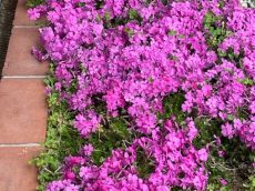 満開の芝桜✿良い一日でありますように